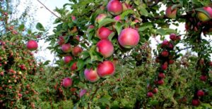 Apples-Himanchal