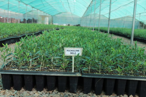An Olive variety saplings in hardening stage. They will be planted in fields later.