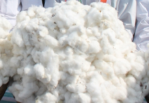 India’s Cotton Sector Supports Millions as Production Reaches 291 Lakh Bales