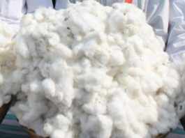 India’s Cotton Sector Supports Millions as Production Reaches 291 Lakh Bales