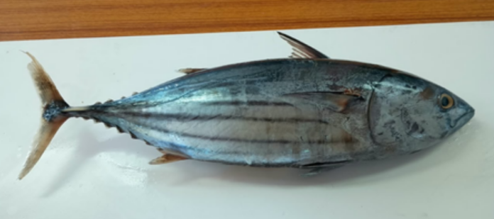 Tuna